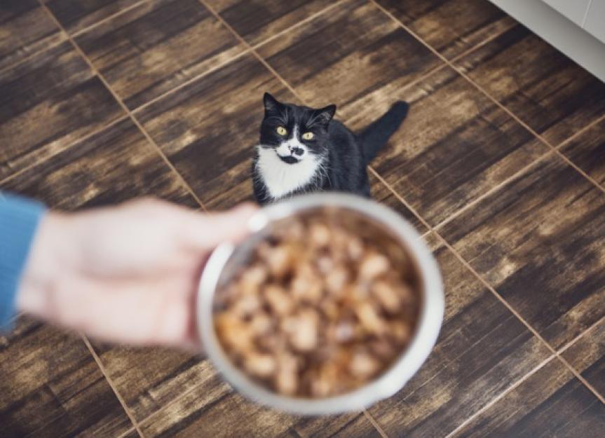Grain-Free Cat Food: Is it Really Better for Your Feline?