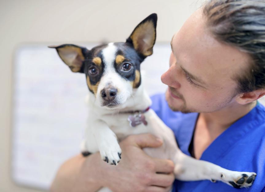 Is Ursodiol the Right Choice for My Pet's Liver? A Vet's Guide