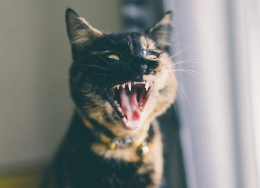 Decoding Your Cat's Chompers: A Vet's Guide to Feline Dental Health