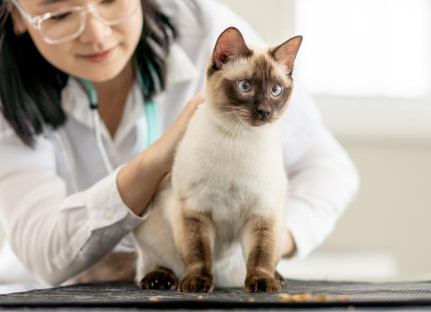 Varenzin-CA1 for Cats: A Vet's Masterclass on Anemia Treatment