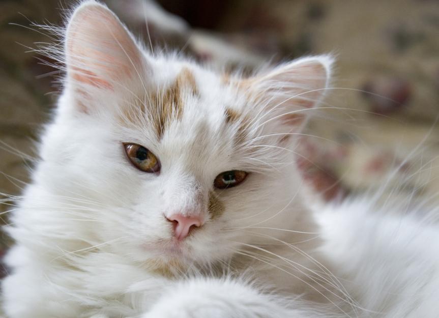 The Turkish Van: Everything You Need to Know About the 'Swimming Cat'