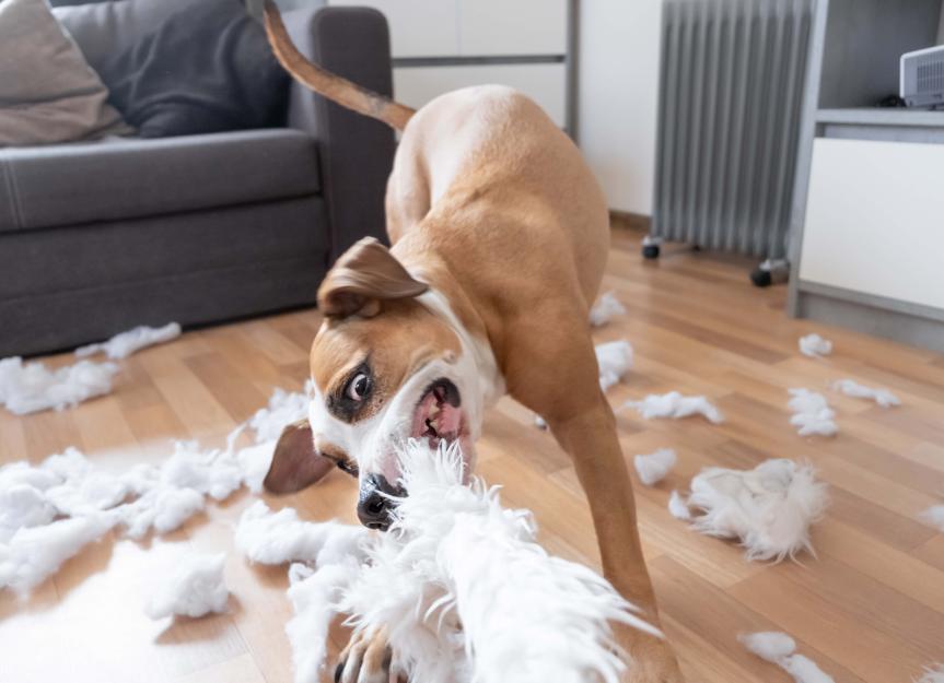 Stop the Carnage: Why Is My Dog So Destructive and How Can I Curb It?