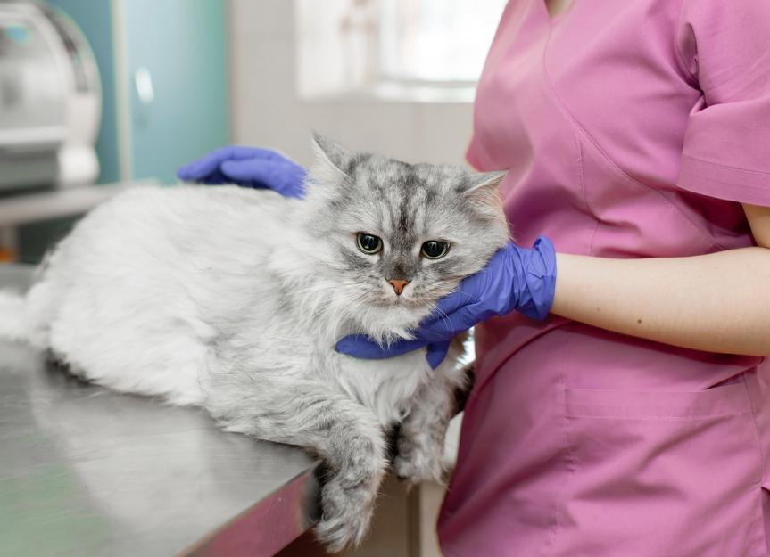 Is it Just a Cat Cold? Understanding Feline Upper Respiratory Infections
