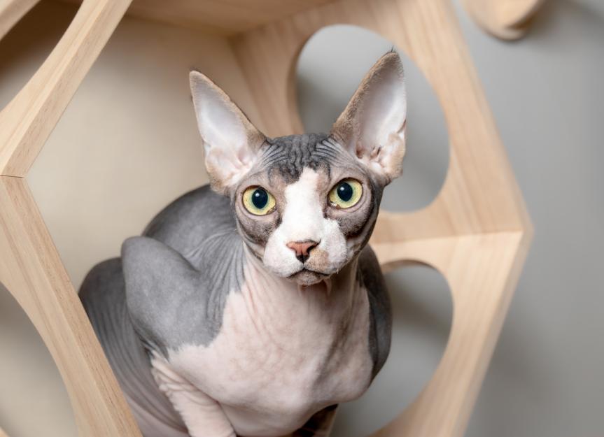 The Naked Truth: Expert Guide to Raising a Healthy Sphynx Cat