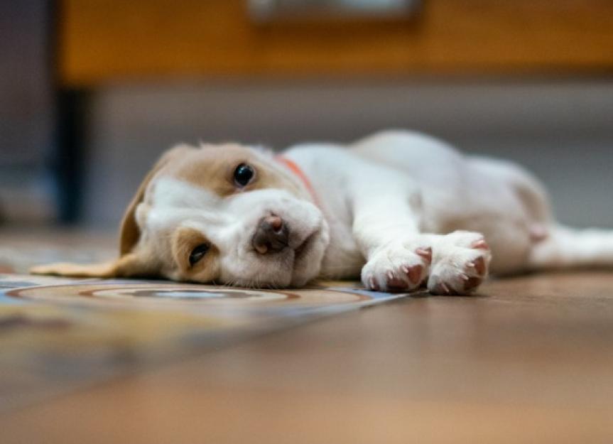 Help! My Puppy Has Diarrhea and Is Vomiting: A Vet's Guide
