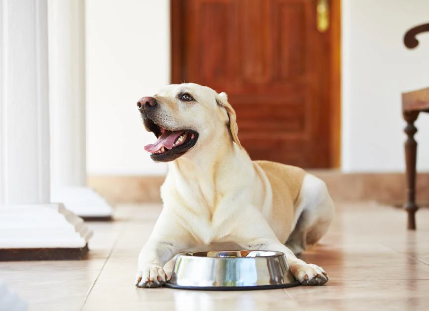 Dog Food Switch SOS: Expert Vet Guide to Avoid Tummy Troubles