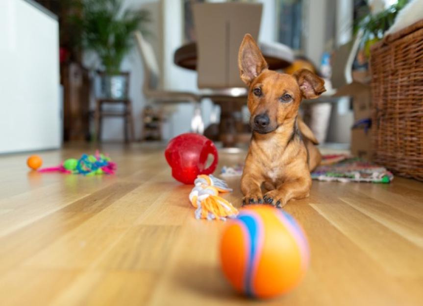The Only Puppy Teething Toy Guide You'll Ever Need