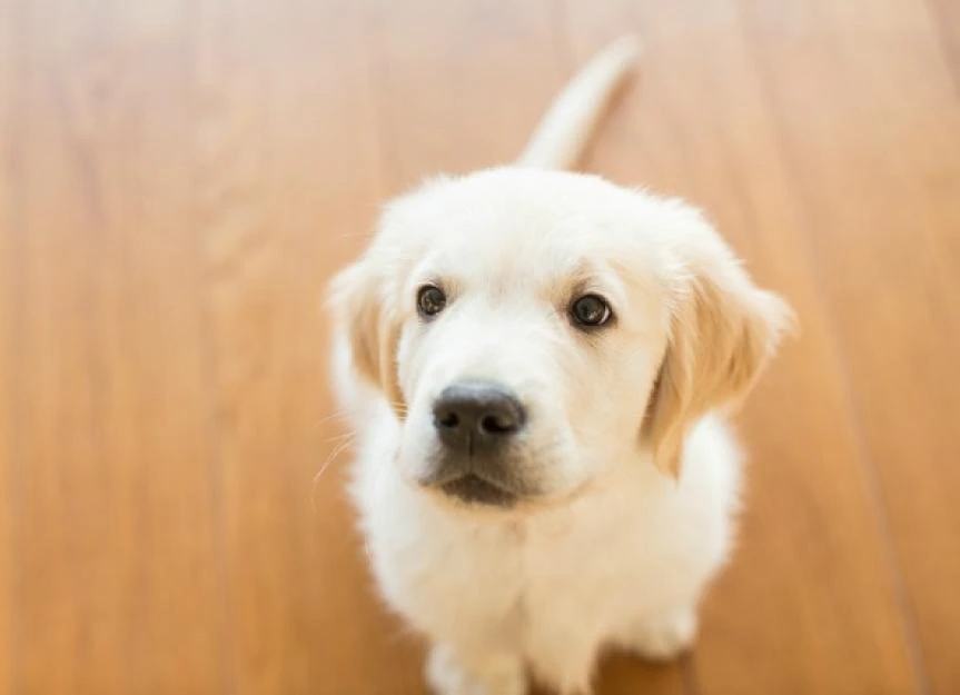 My Dog Ate Something Toxic! A Vet's Guide to Swallowed Poisons