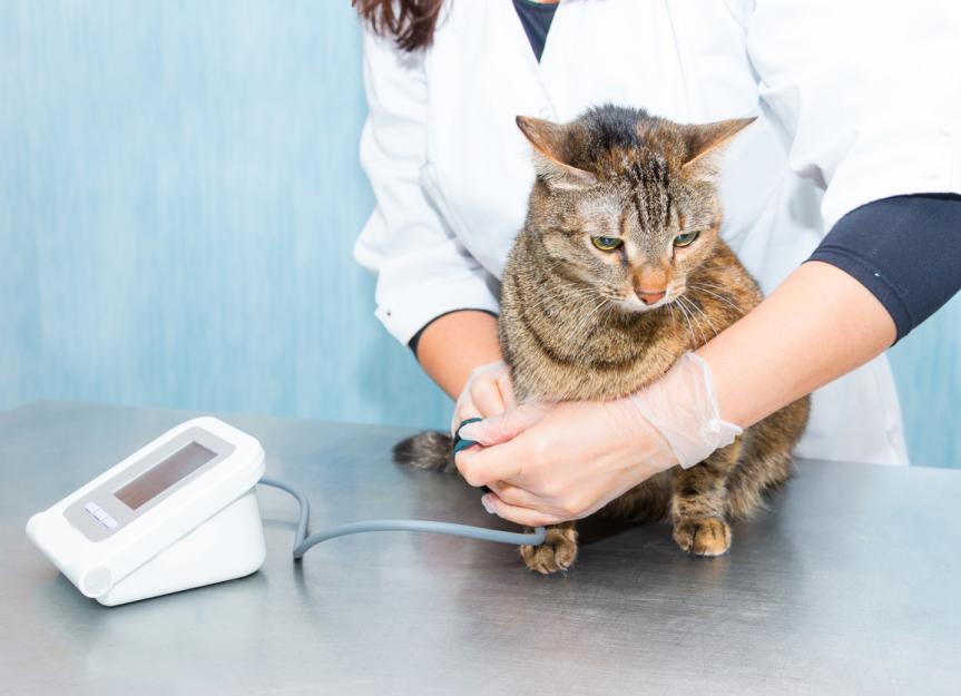 Telmisartan (Semintra®): The Expert Guide to Managing Your Cat's High Blood Pressure