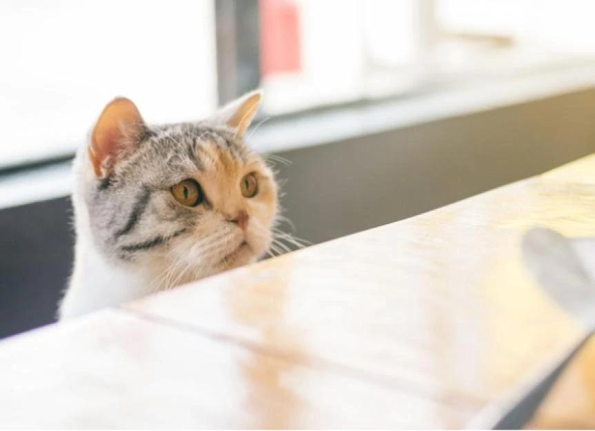 Homemade Cat Food: Is it Really Better for Your Feline?