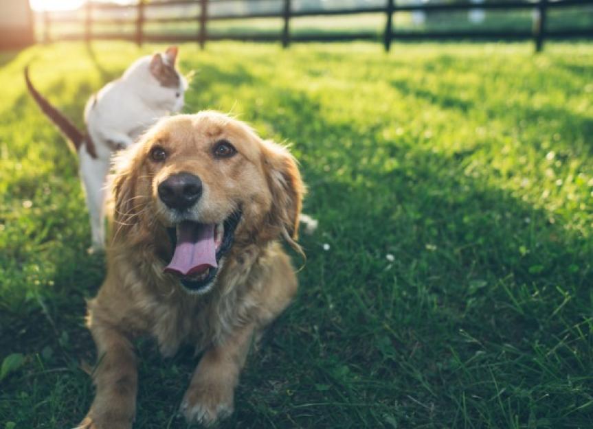 Flea, Tick, Heartworm Control: An Expert Vet's Guide