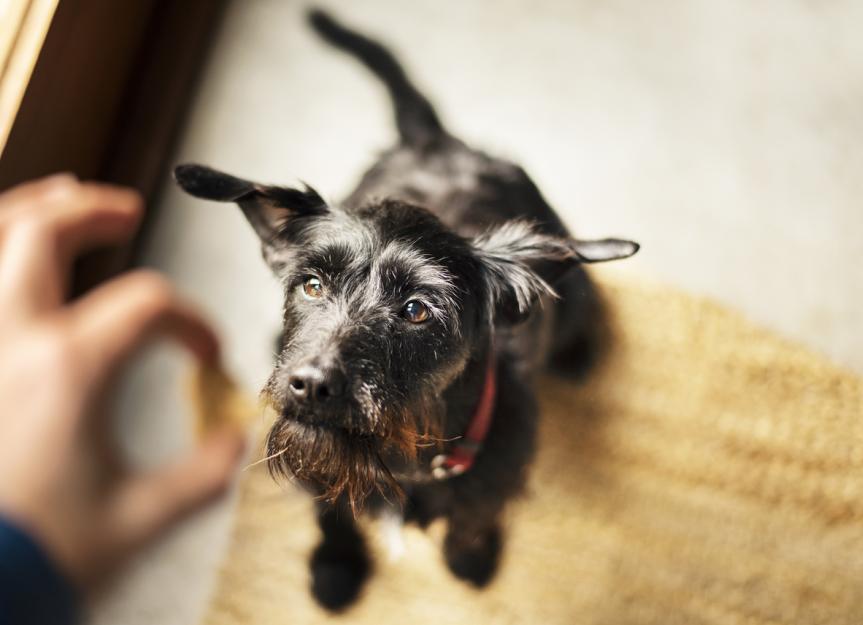 Thyro-Tabs® for Dogs: A Vet's Masterclass on Dosage, Side Effects, and Long-Term Care