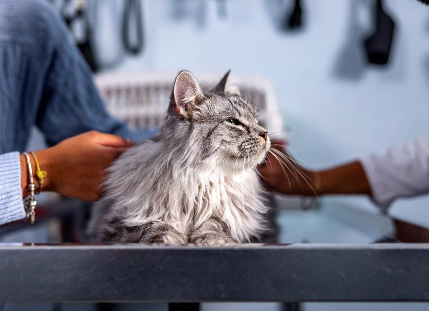 Veraflox for Cats: Is This Antibiotic the Right Choice?