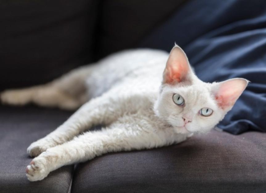 Why Is My Cat Losing Weight? A Gritty Vet's Guide to Causes & Solutions