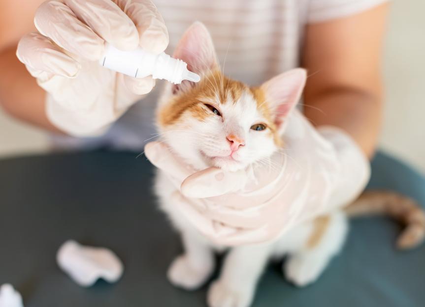 Terramycin® for Fido and Fluffy: Is This Pinkeye Treatment Right for Your Pet?