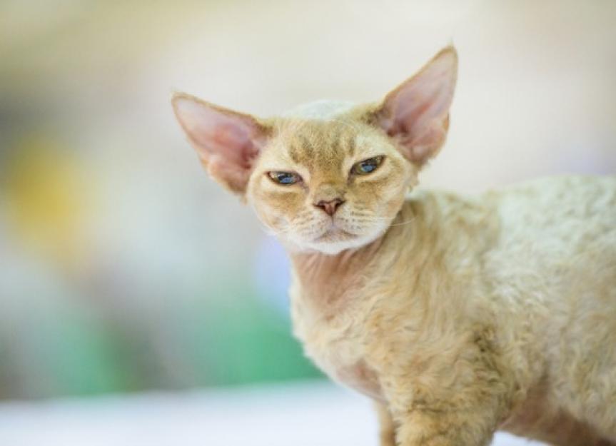 Thinking of Getting a Rex Cat? Vet Advice on Health, Care, and Temperament