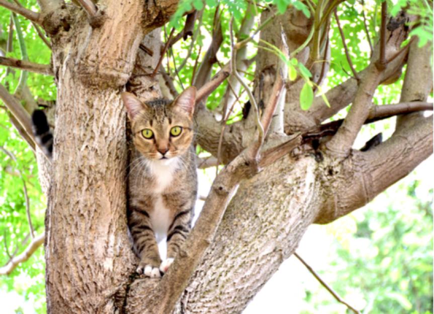 Why is My Cat Stuck in a Tree? Understanding Feline Arboreal Adventures (and Misadventures)