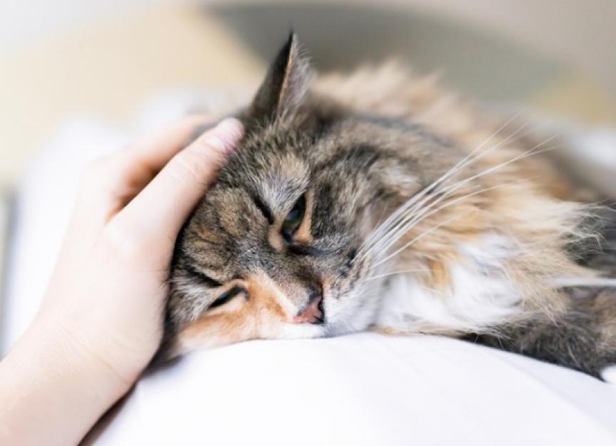 Is CBD Safe for Cats? Vet Advice on Benefits, Risks, and Finding Quality CBD