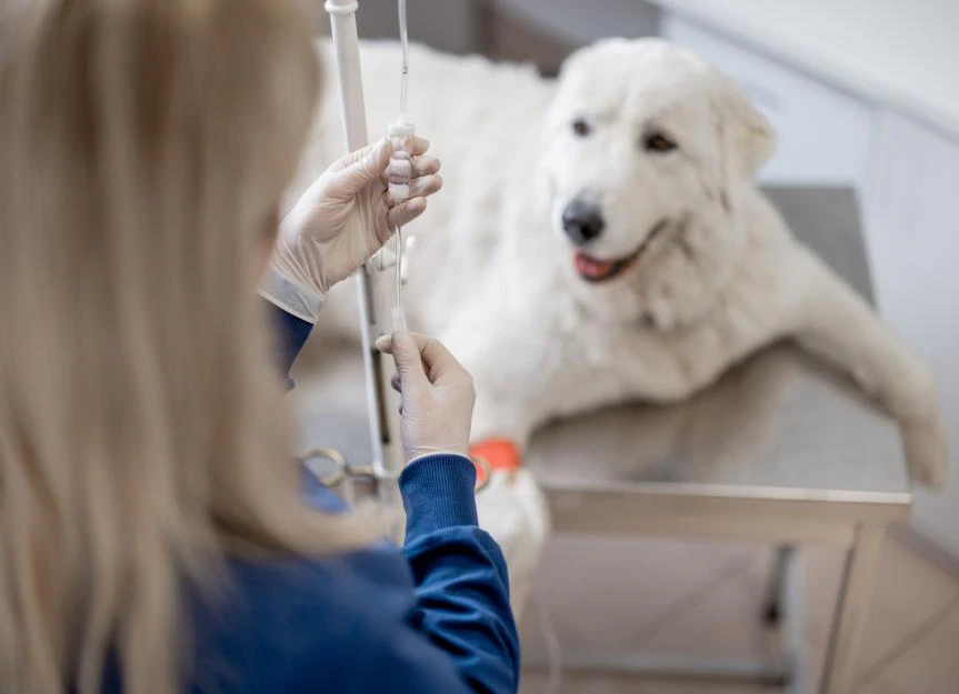 Vitamin K1 for Dogs: A Vet's Masterclass on Dosage, Risks & Recovery