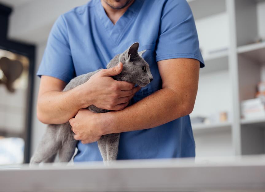 Is Your Cat Itchy? Expert Guide to Yeast Infections (and How to Stop the Scratching)