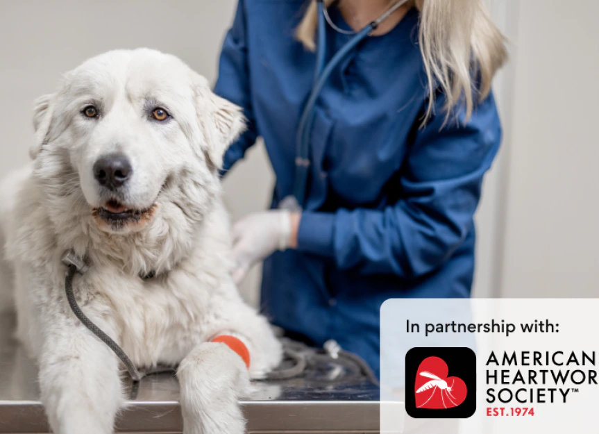 Dog Diagnosed with Heartworm? A Vet's No-BS Guide to Treatment & Recovery