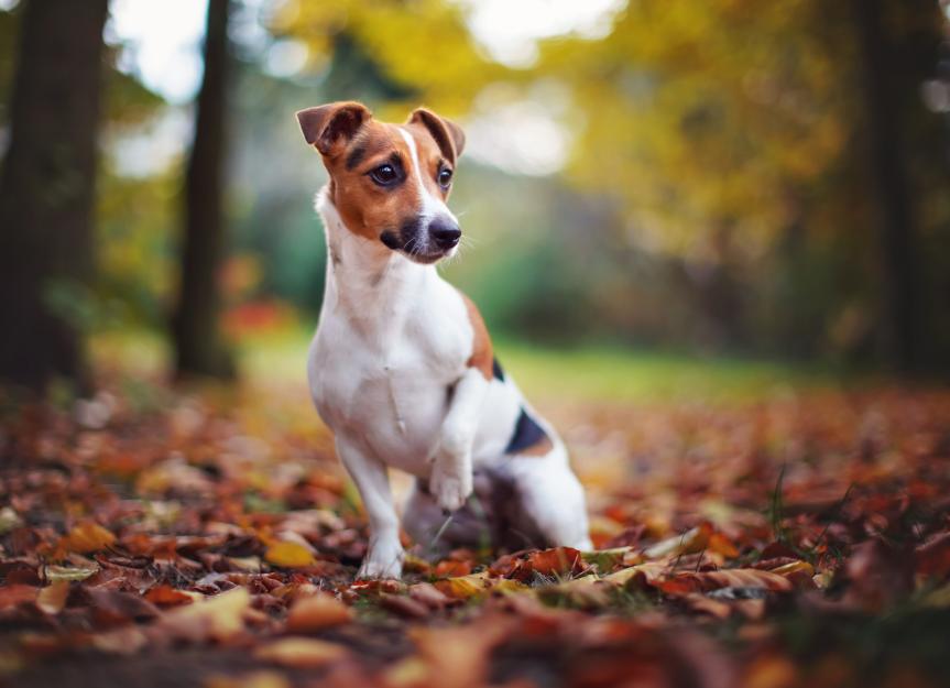 Bloody Diarrhea in Dogs: A Vet's Guide to Causes, Symptoms & Urgent Care