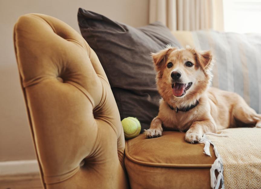 Dog Wheezing: Expert Vet Guide to Causes, Diagnosis & Relief