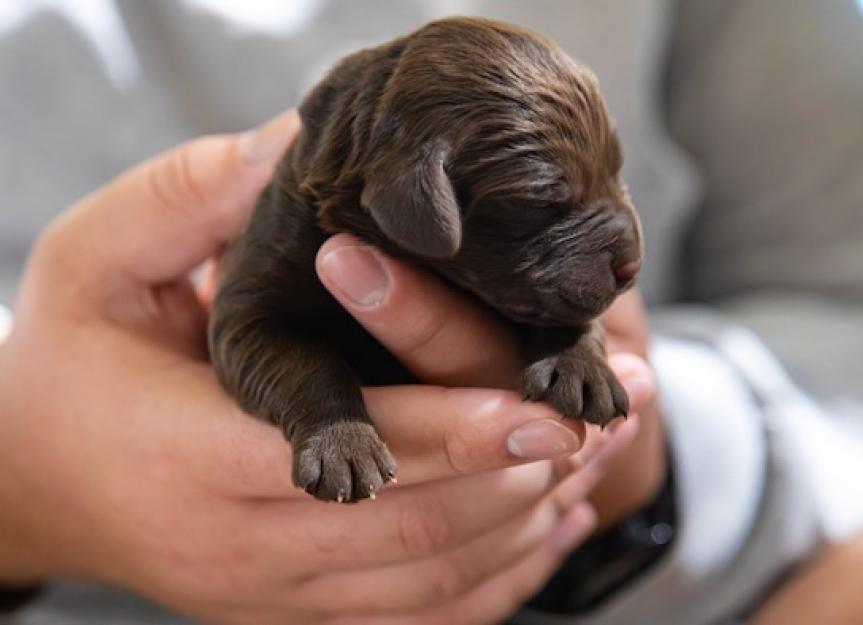 The Exhausted Vet's Guide to Raising Healthy Newborn Puppies (0-8 Weeks)
