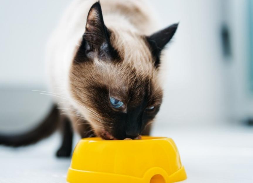 Freeze-Dried Cat Food: Is It a Safe & Healthy Choice?