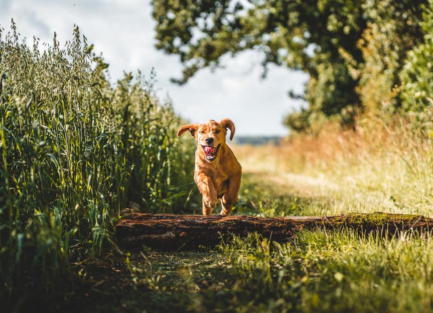 Puppy Heartworm Prevention: A Vet's Deep Dive into Protecting Your Pup