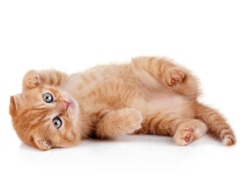 My Kitten Has a Belly Button Lump! Umbilical Hernias Explained