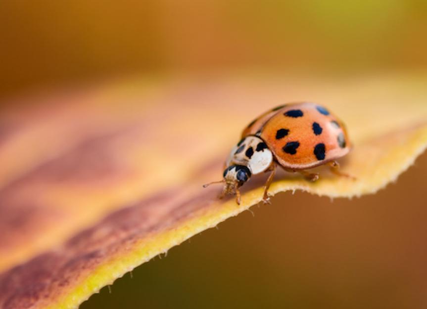 Asian Lady Beetles & Dogs: What To Do If Your Dog Eats One?