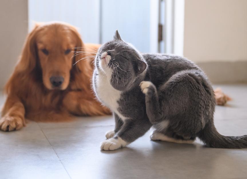 Revolution (Selamectin/Sarolaner): Is it the Right Choice for My Dog or Cat?