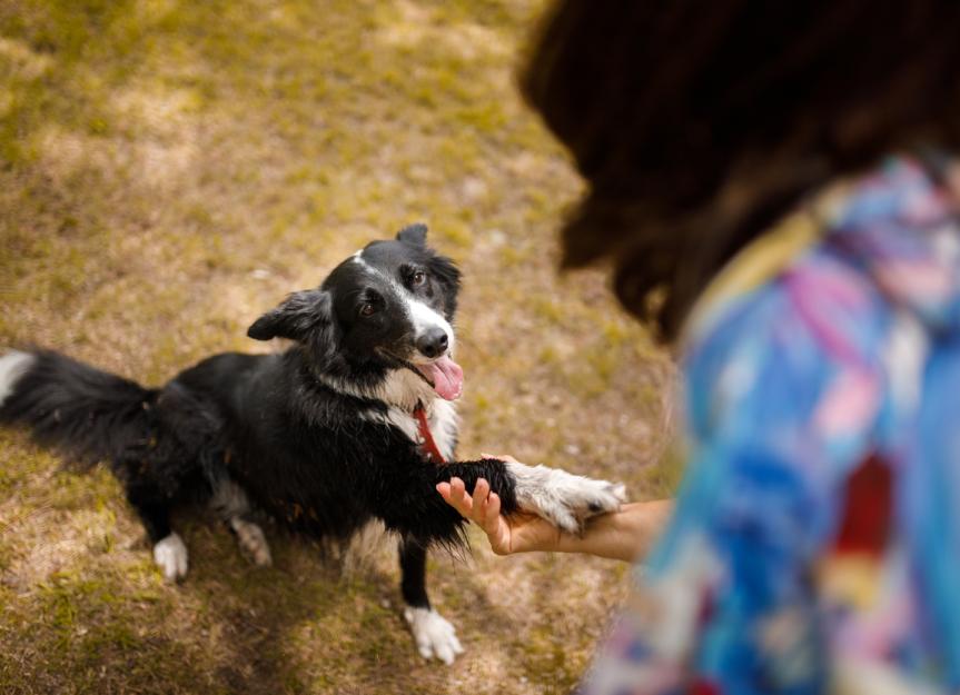 Is Trifexis the Right Choice for My Dog? A Vet's Honest Guide