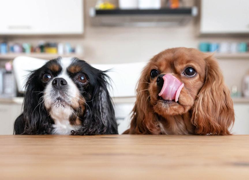 Can My Dog Eat Cashews Safely? Risks, Benefits, and Smart Feeding Tips