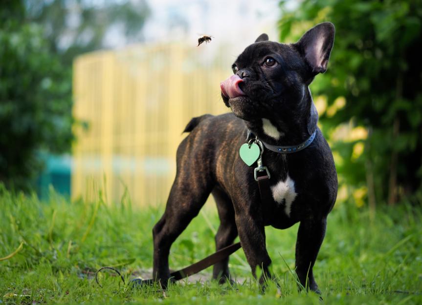 Dog Bee Stings: What To Do & When To Panic