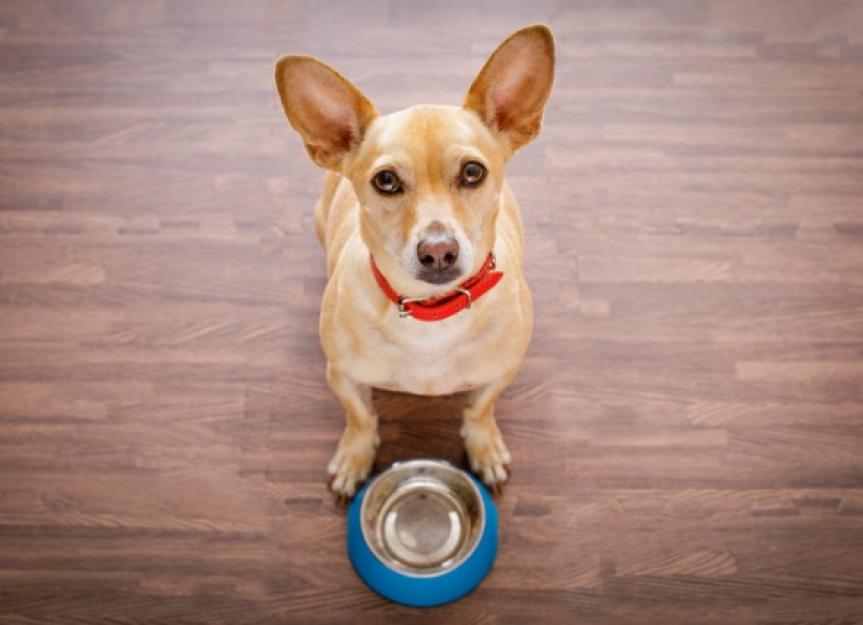 Why Is My Dog Ravenous? Decoding Polyphagia & Insatiable Hunger