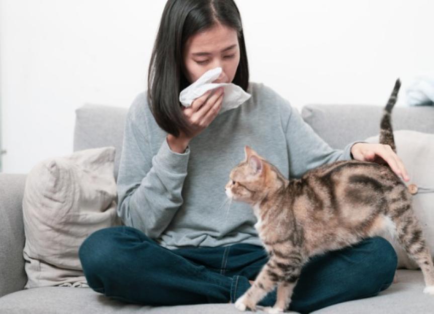 Cat Allergy Breakthroughs: Real Solutions Beyond the Sneezing