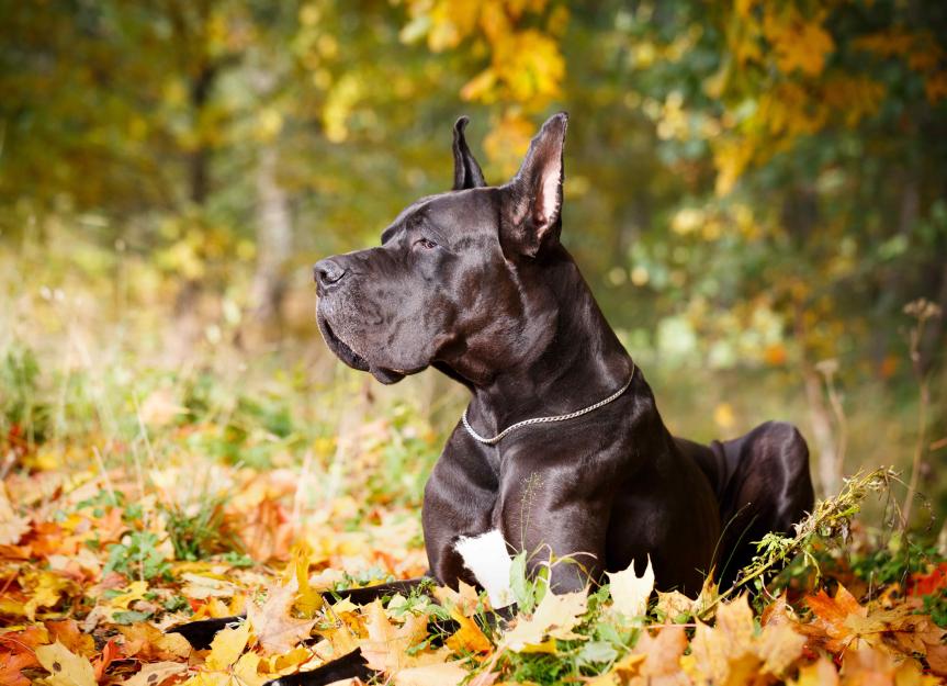 Dog Ear Cropping: Is it Cruel or a Harmless Breed Standard?