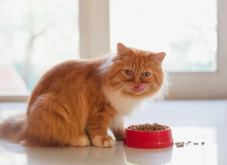 Limited Ingredient Cat Food: Is It Really Better for Your Feline?