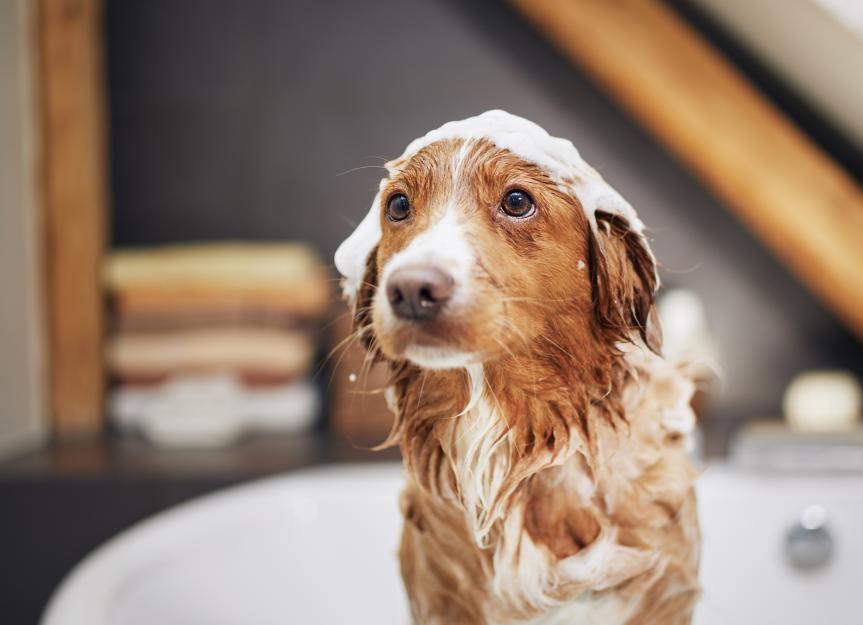 Dog Flea Masterclass: Stop the Itch, Protect Your Pup, Reclaim Your Home