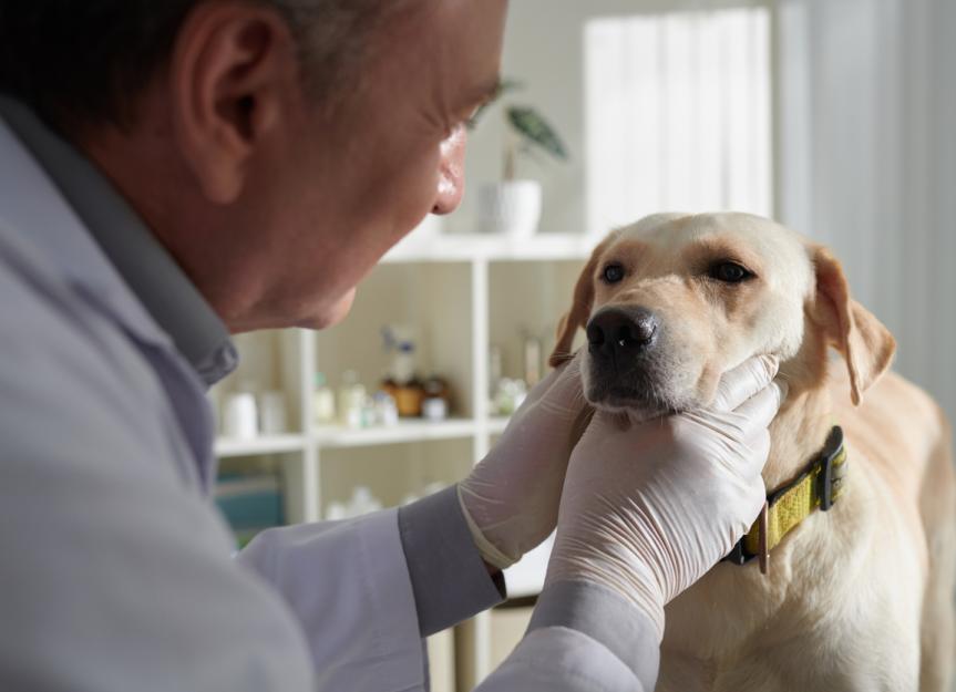 Dog Nosebleeds: Why Is My Dog's Nose Bleeding & What To Do?