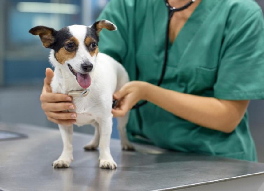 Dog Heartworm Treatment Costs: A Vet's Honest Guide to Price and Care