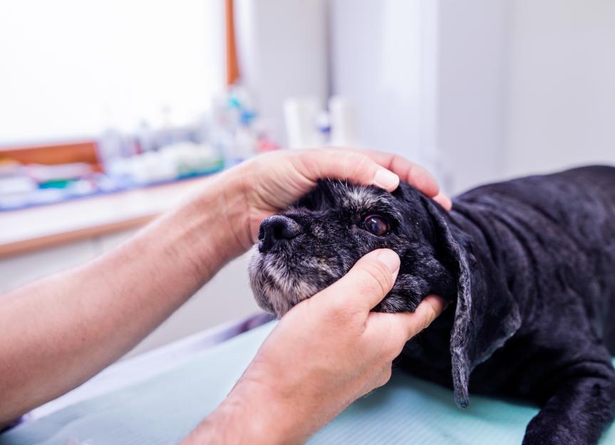 Blood in My Dog's Eye? A Vet's Guide to Hyphema Causes and Care