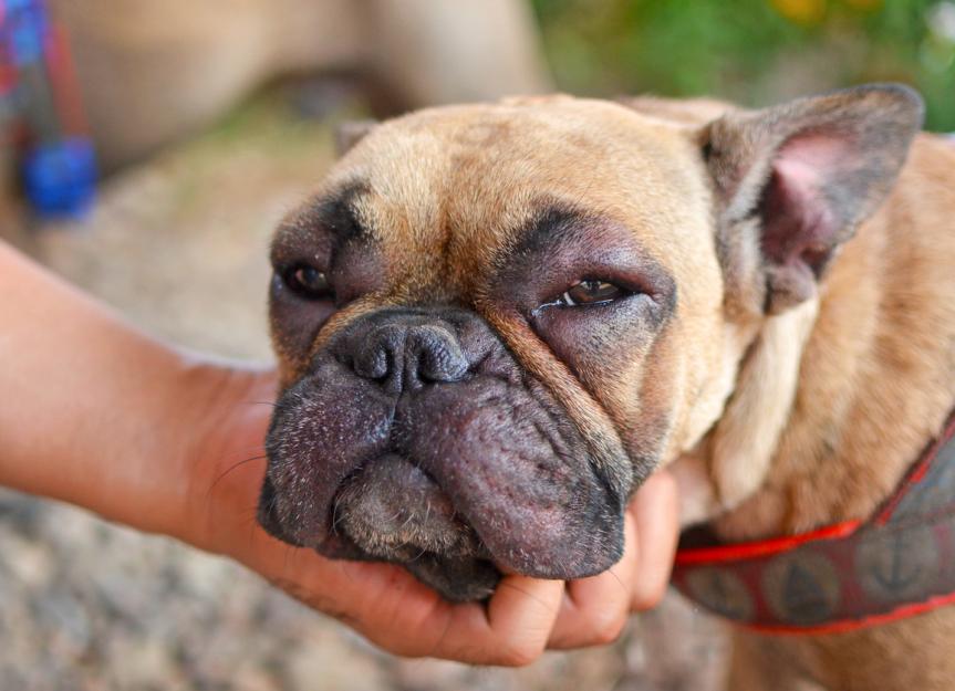 Dog's Face Swollen? Causes, What To Do, and When To Panic
