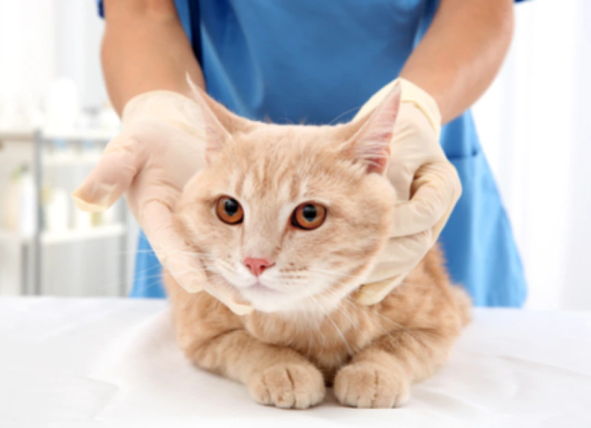 Why is My Cat's Fur Greasy? Understanding Oily Cat Coat Issues