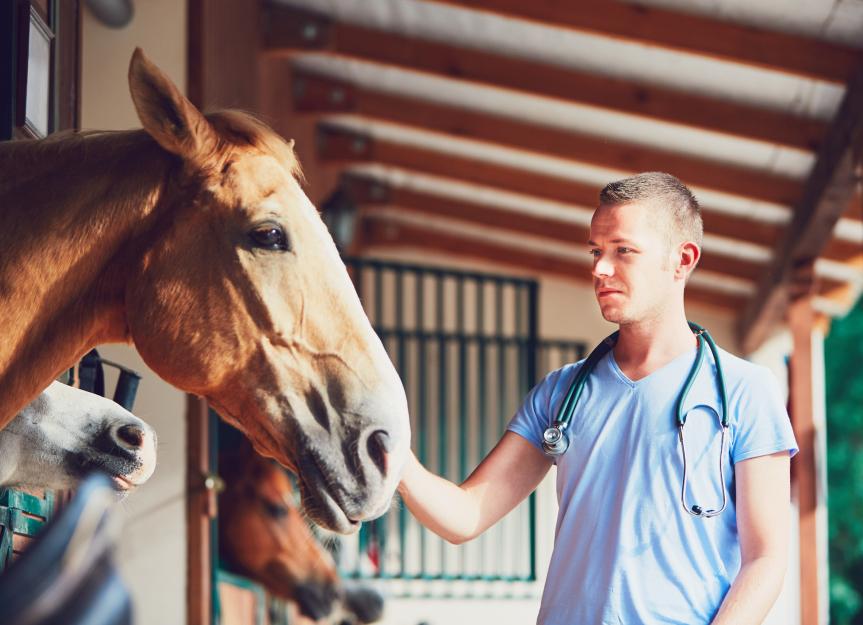 Vitamin K1 for Horses: A Vet's Guide to Deficiency, Dosage, & Recovery