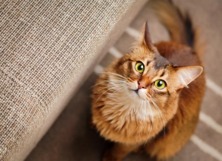 Cat UTI SOS: Spotting Symptoms and Getting Swift Relief