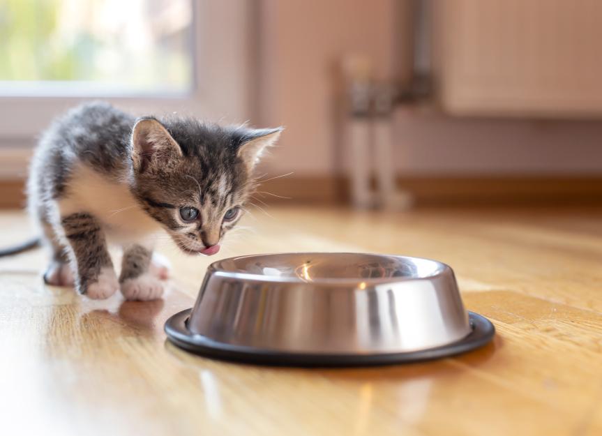 The Only Kitten Feeding Guide You'll Ever Need: Schedules, Charts, and Vet Tips