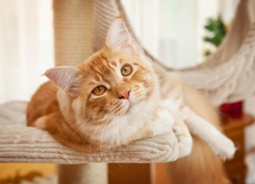 High-Protein Cat Food: The Non-Negotiable Guide for a Healthy Feline